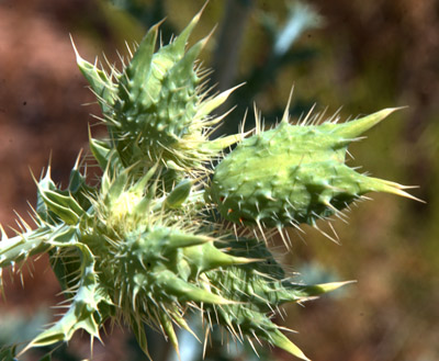 Closeup of the mature seedpods of the crested prickly poppy (a.k.a. scatter-spined prickly poppy) <em>Argemone polyanthemos</em>.